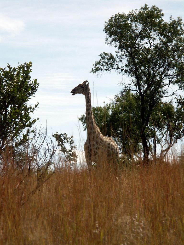 090516_Pilanesberg 132.jpg
